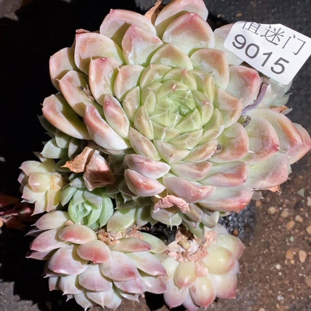 闪***星不售后~9015~12厘米