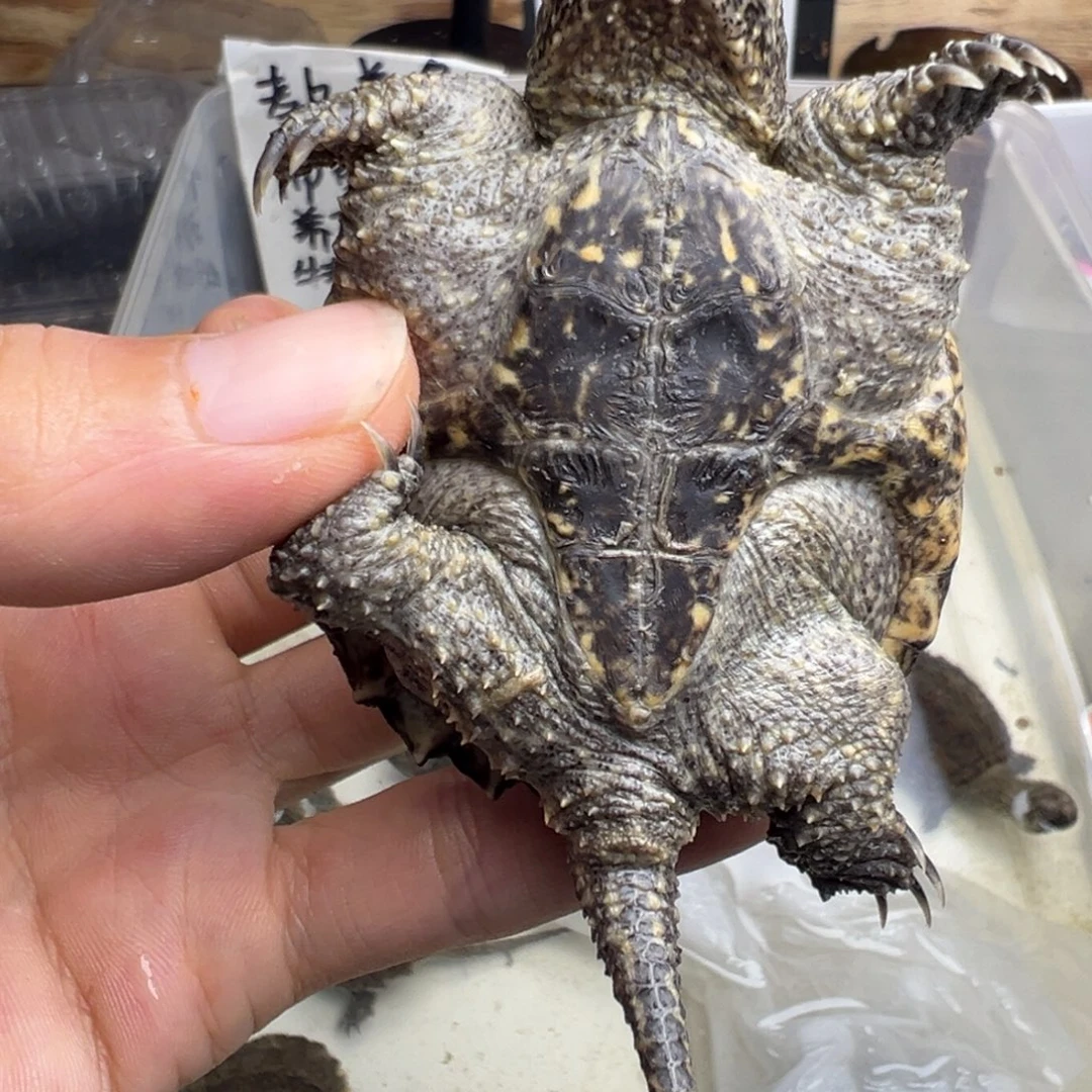 母小鳄龟不退不换