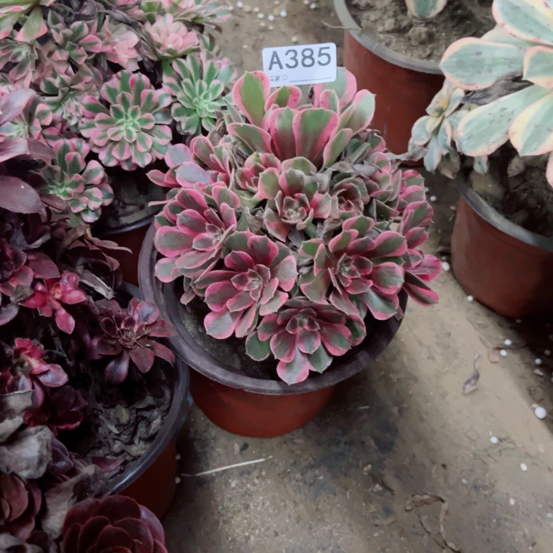 385妖月多肉植物法师