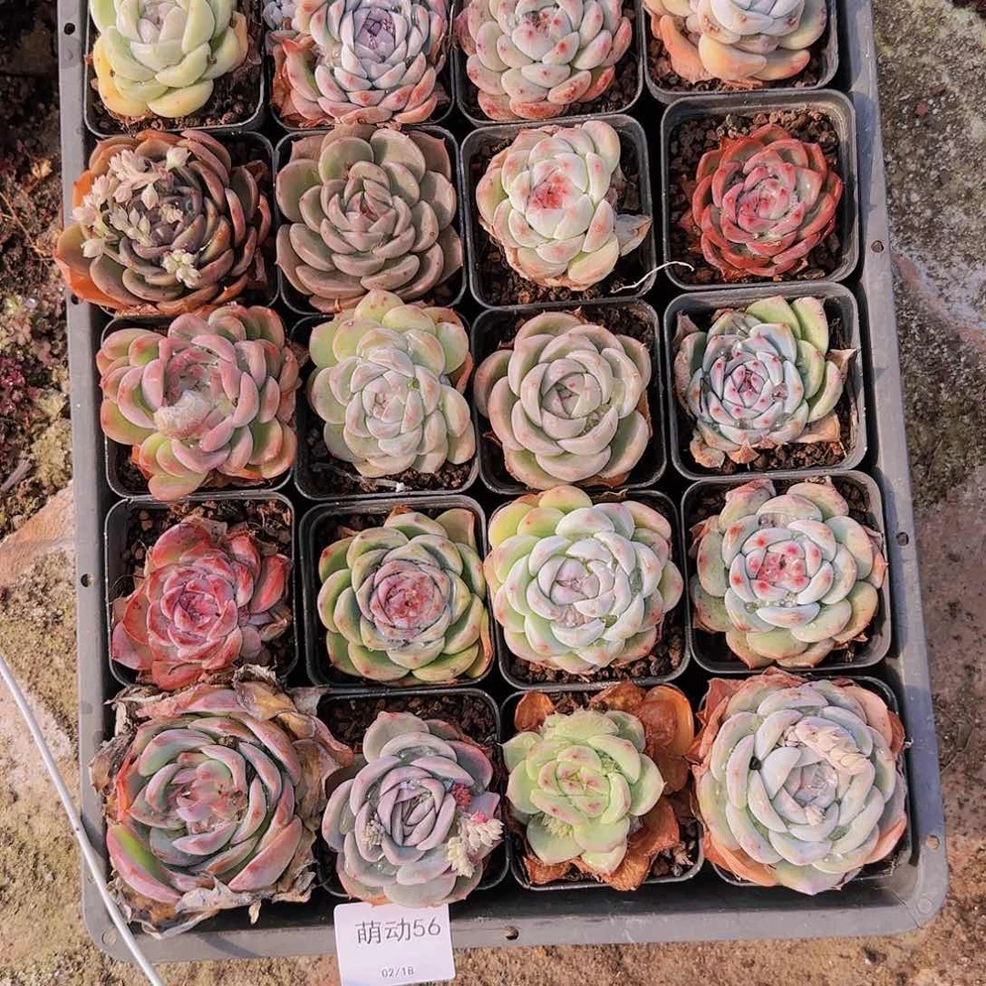 直播一物一拍多肉56