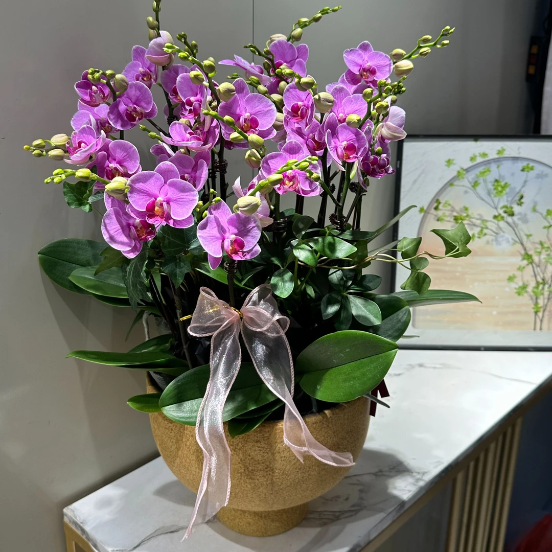 蝴蝶兰【紫蝶】带花带盆 客厅 庭院 别墅 阳台 婚礼 年宵花