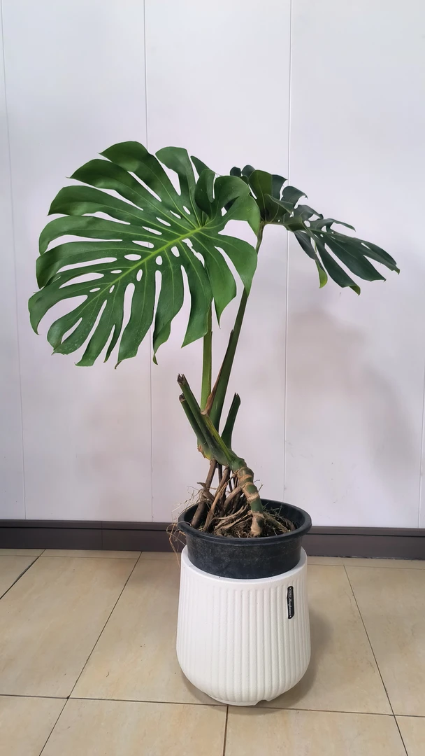 老桩龟背竹#绿植盆栽室内好养可净化空气适合客厅办公室99