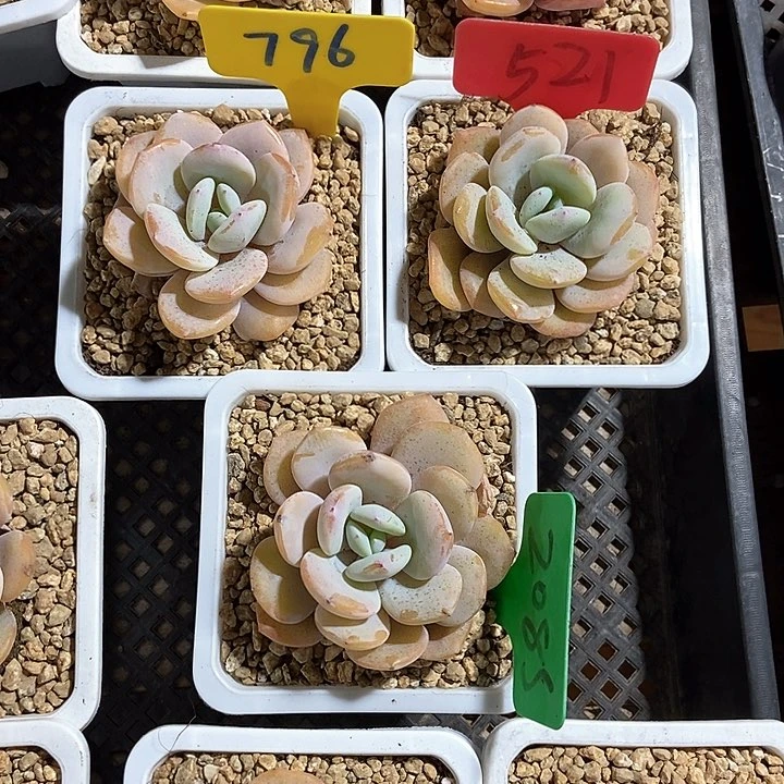 多肉植物奶茶796 521 2085