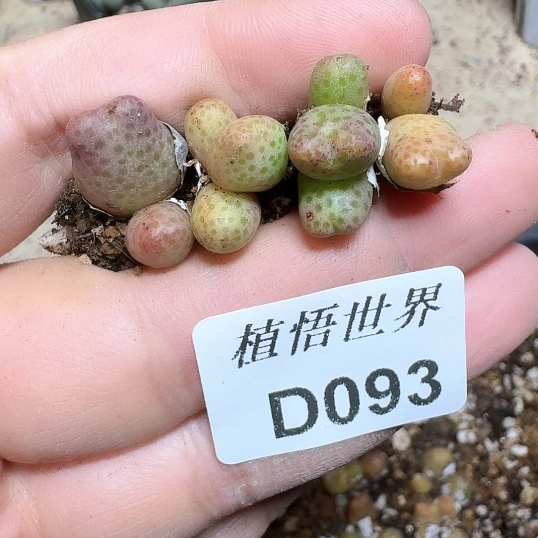 093号多肉植物哇f g