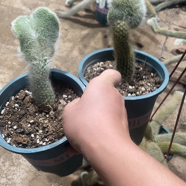你***一九尾狐嫁接缀化2个