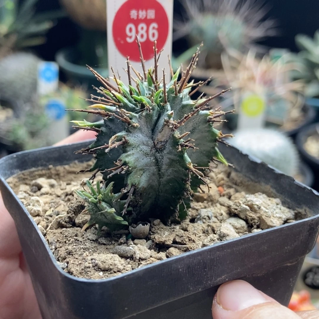 实生带崽强刺白衣魁伟玉侧面有斑