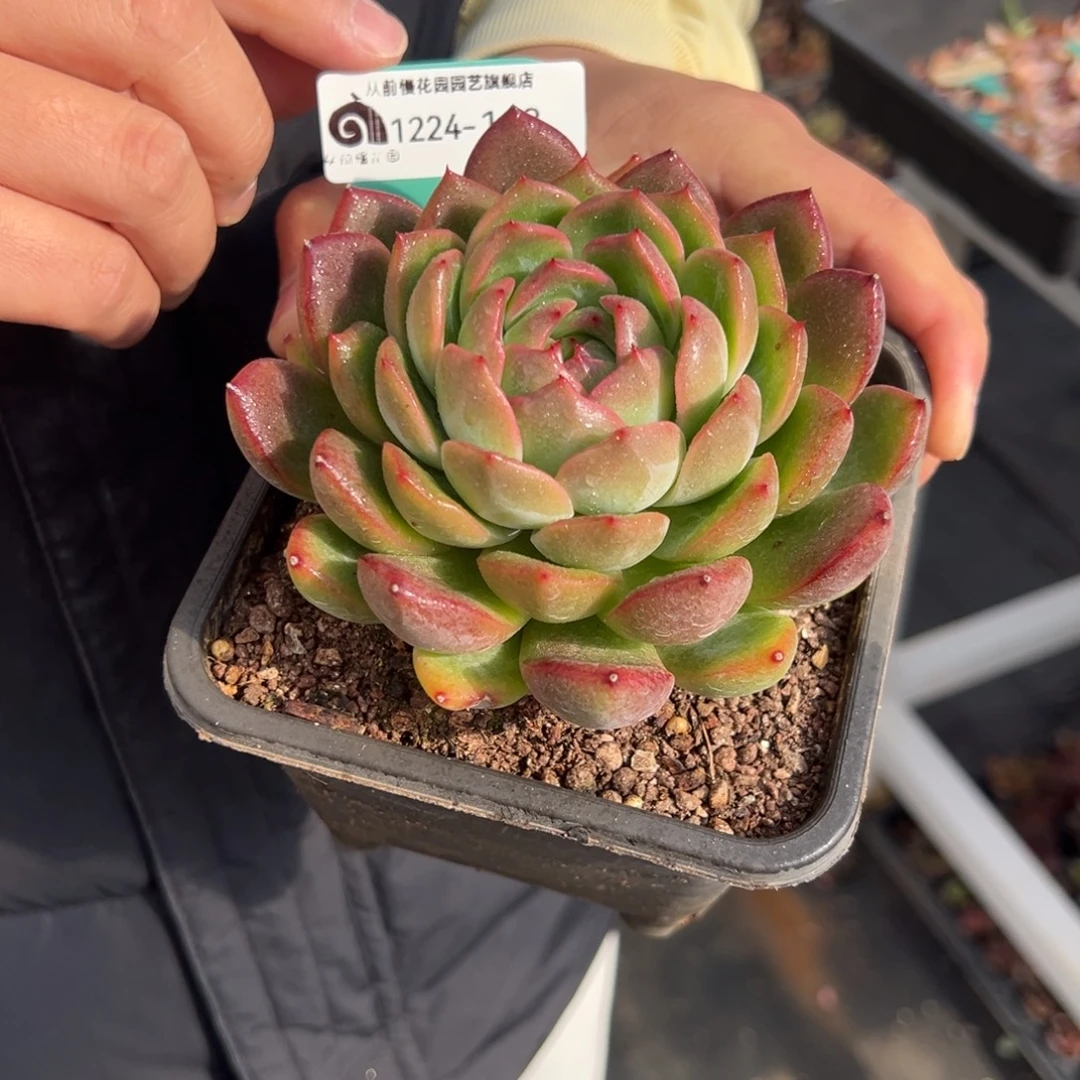 从前慢花园多肉编号1224-113