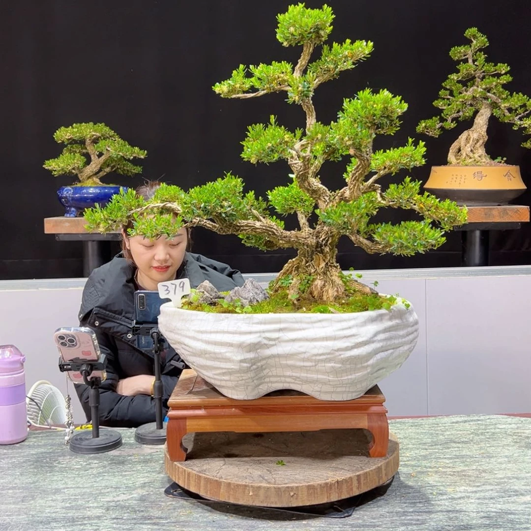 四季常青老桩黄杨盆景