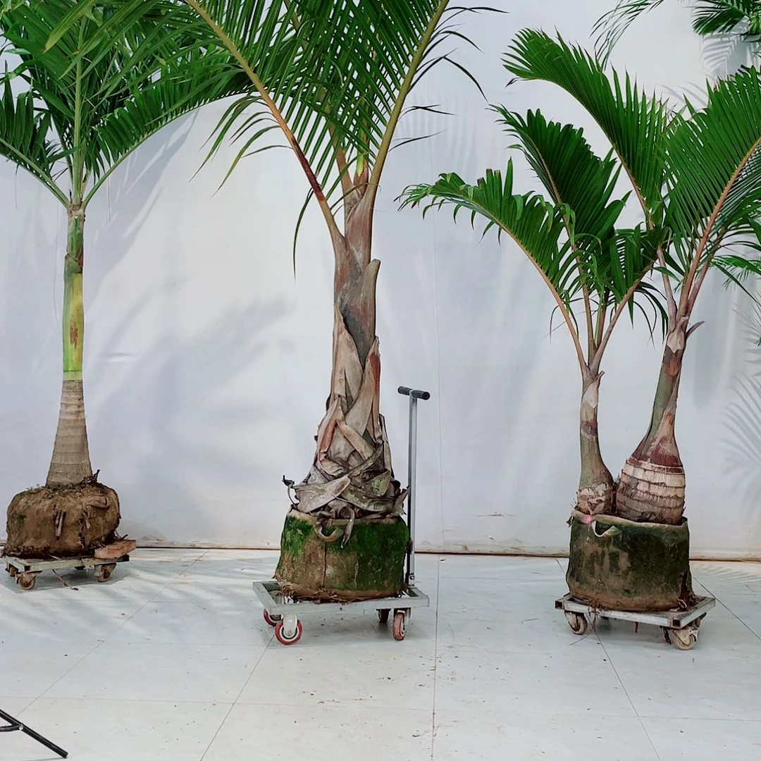 @*檬13467899000009000