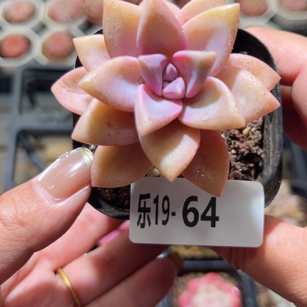 乐19-64 淡雪单头