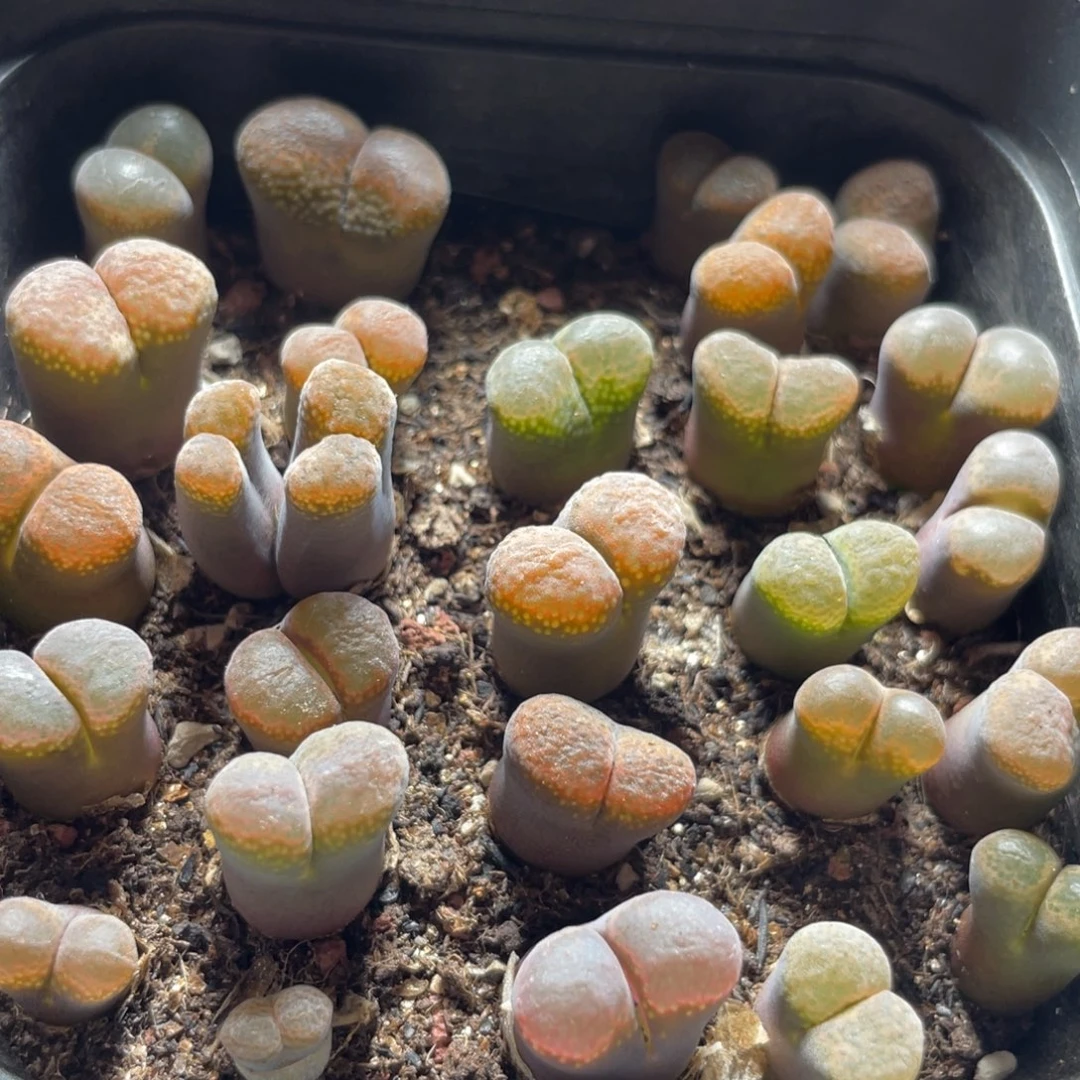 今晚大盆特价更新～30