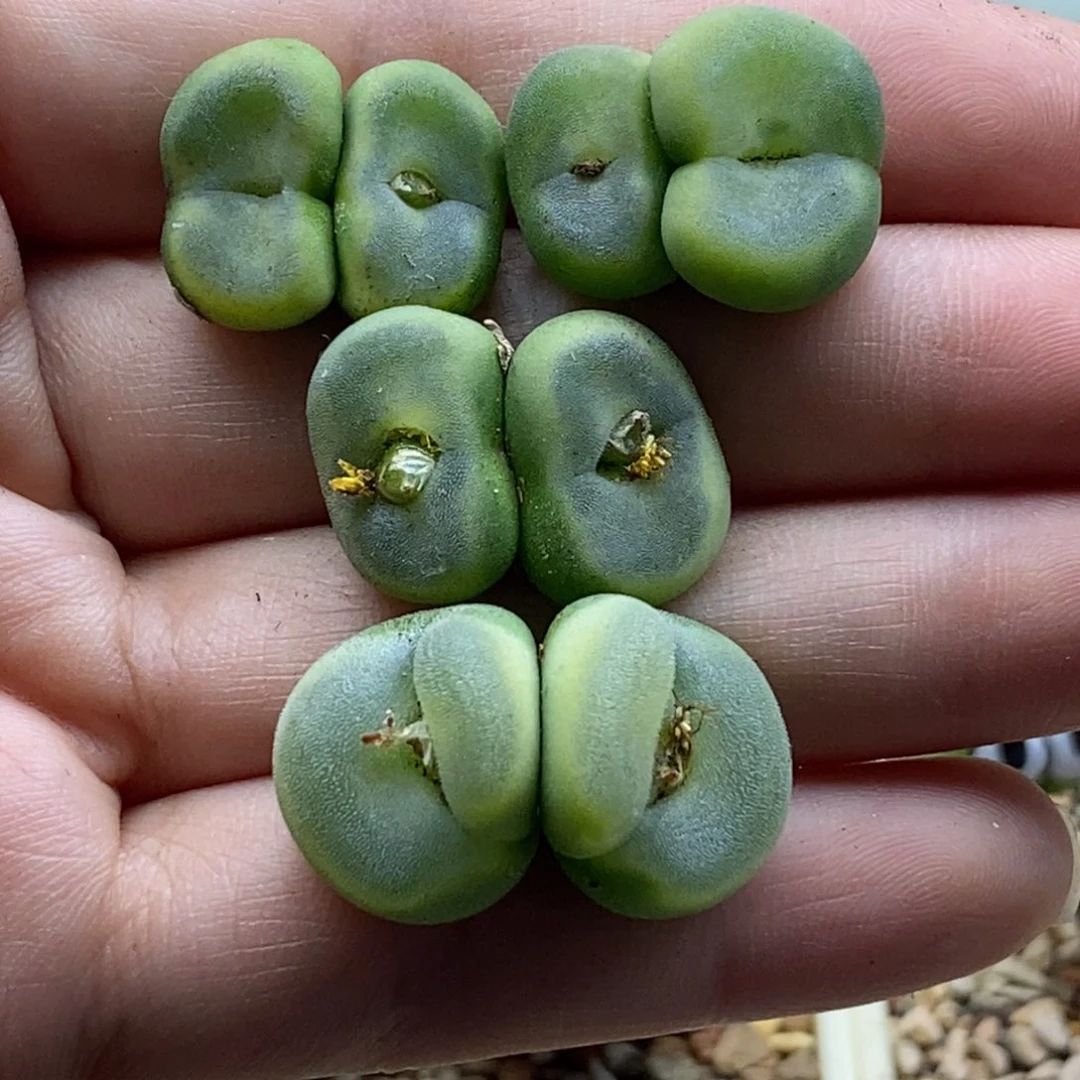 好看好看好看一手大窗水晶鞋
