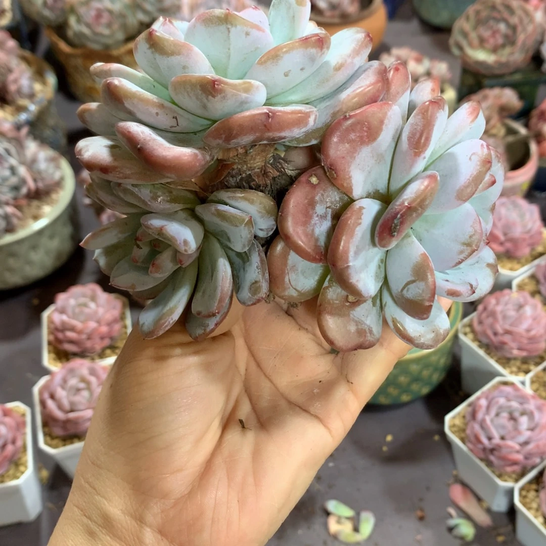 哈哈哈哈哈哈哈哈哈哈