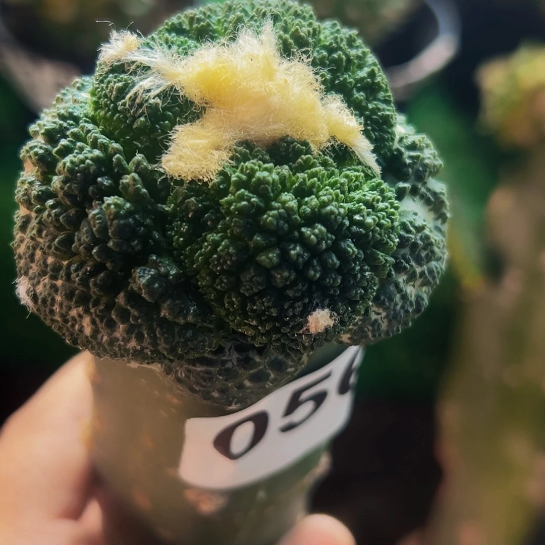 无花朵福利大尤哥斯拉牡丹056