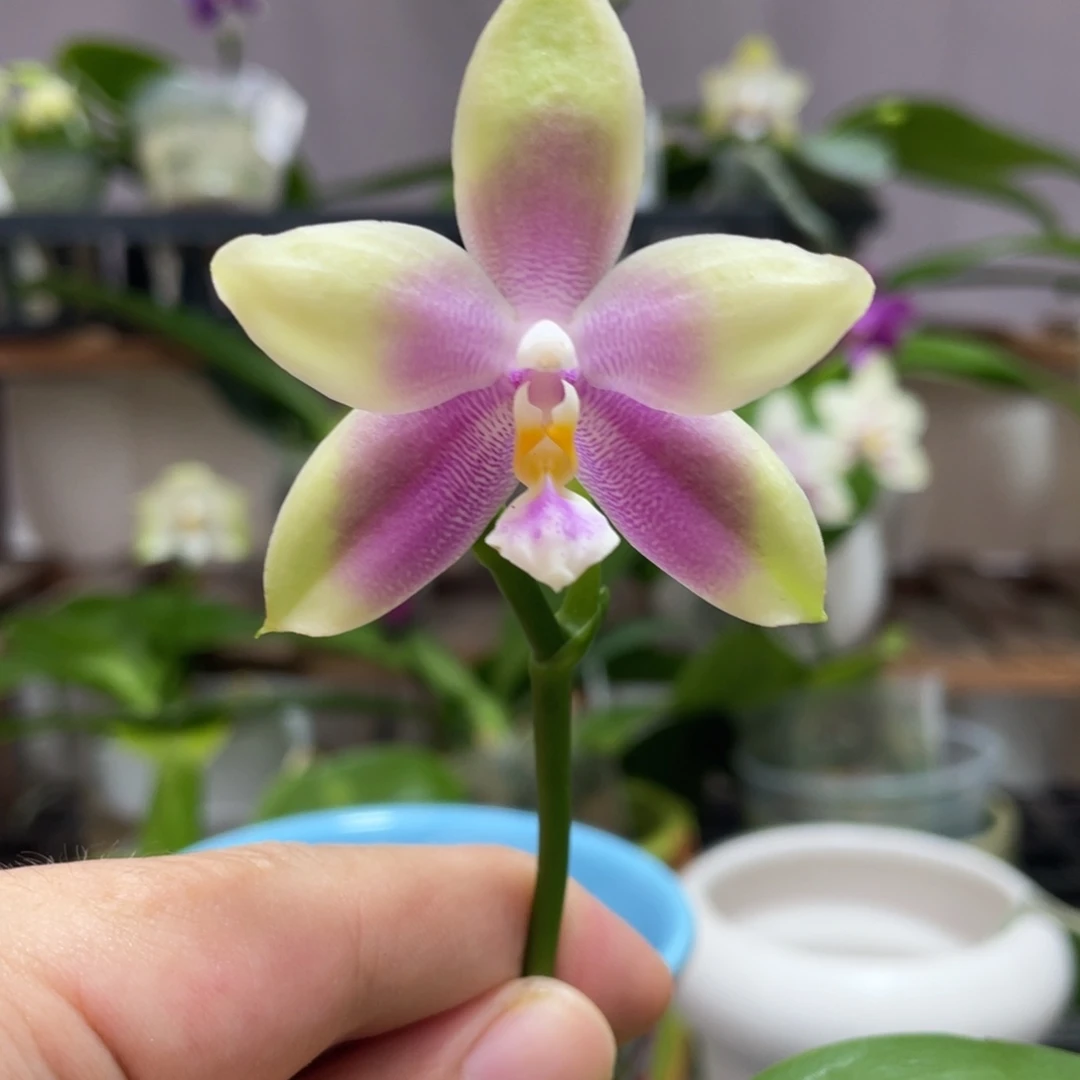 完全开放08叶瑕花期不保