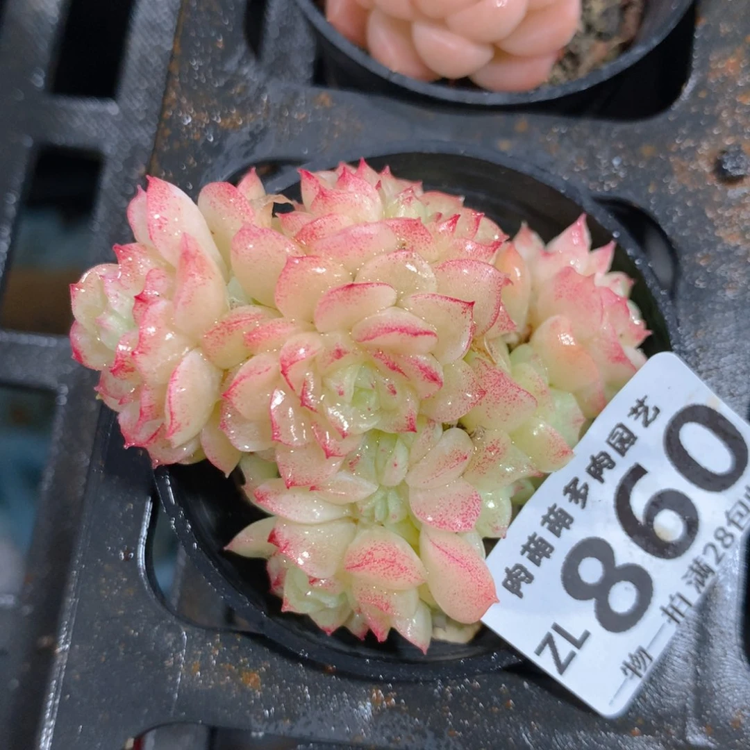 5CM拇指盆精控多肉ZL860