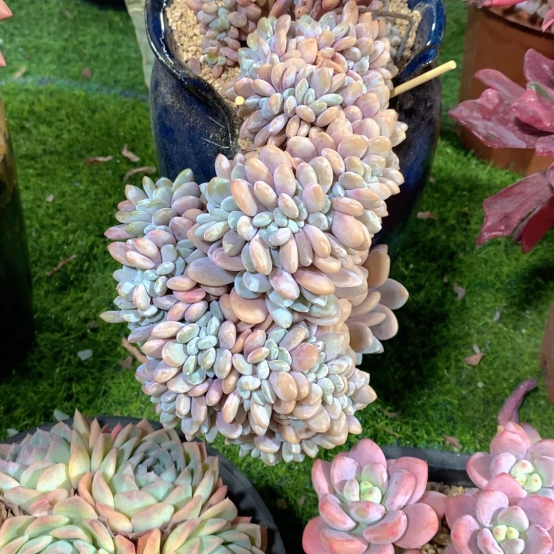 火***鸟粉免涰多肉植物老桩