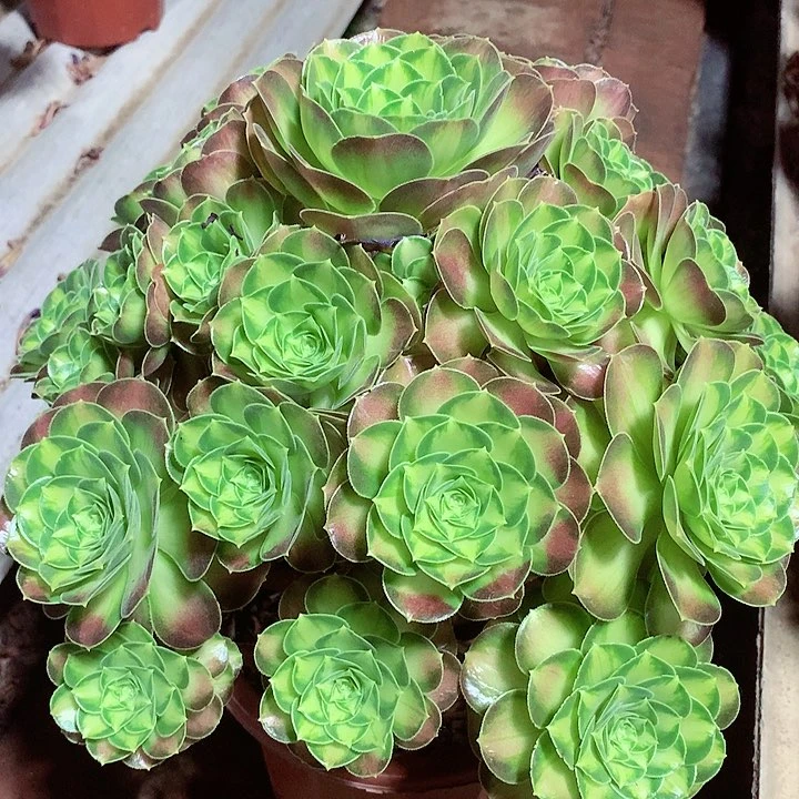 厚叶韶华，多肉植物