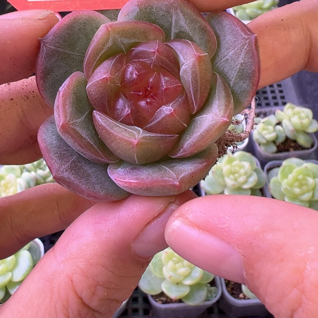 18号珍妮晗雨多肉植物