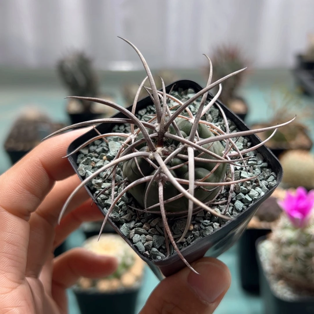 都是豪刺光琳玉 脱土发货