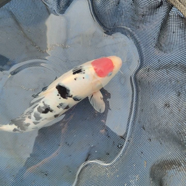 海水鱼锦鲤运输中包邮包损，瑕疵1