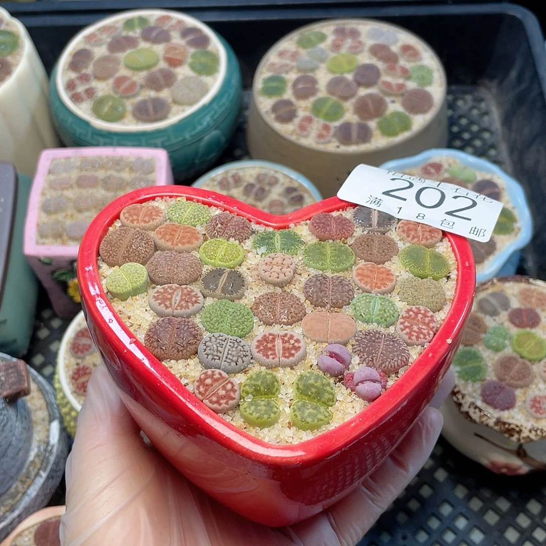 相遇开播福利202