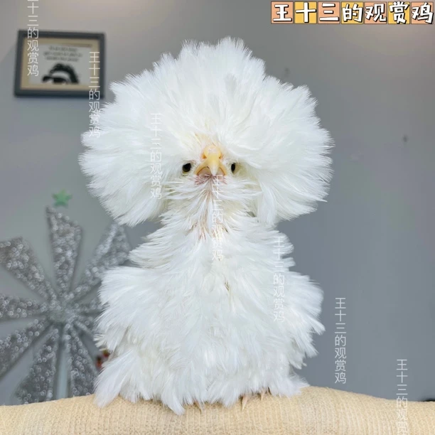 菊花头翻毛观赏鸡蛋 帽子宠物鸡活体鸡苗青年鸡包对板进口一代鸡