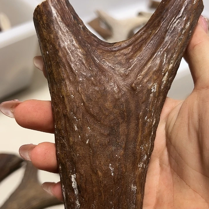 香榧木木雕款鹿角