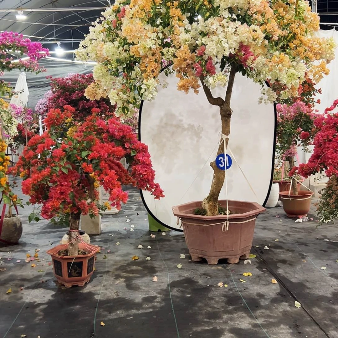 *****完全开放三22222222