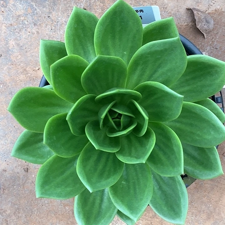 01直播福利翠花27