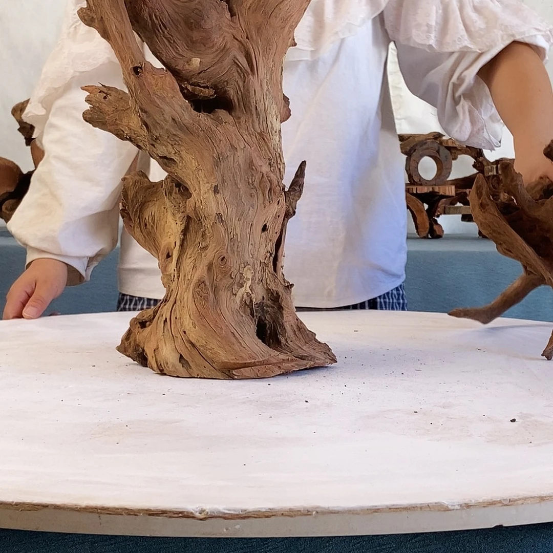 沉木造景寄居蟹造景