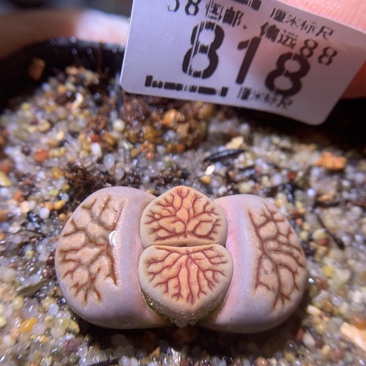 Sss精品生石花818