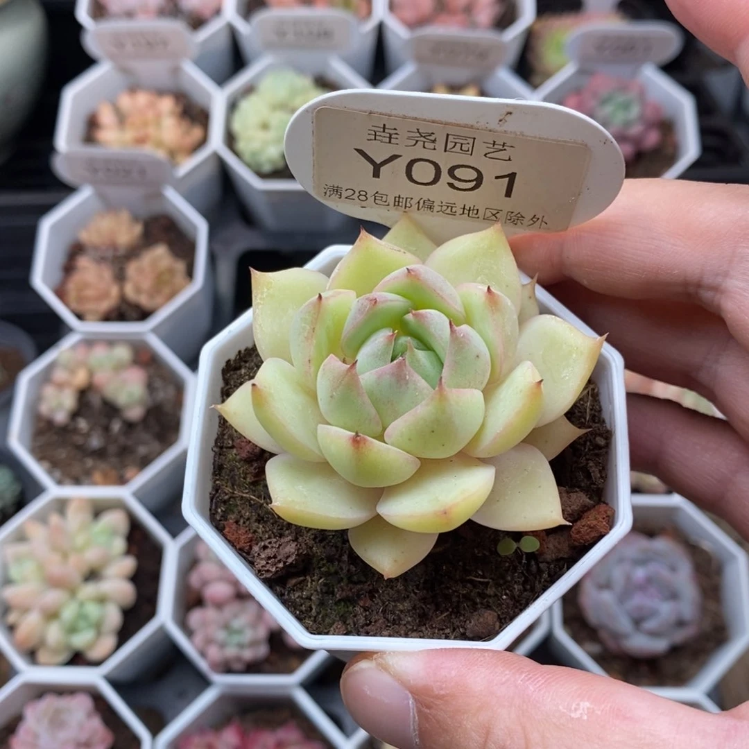 0091 5.5cm 不知名