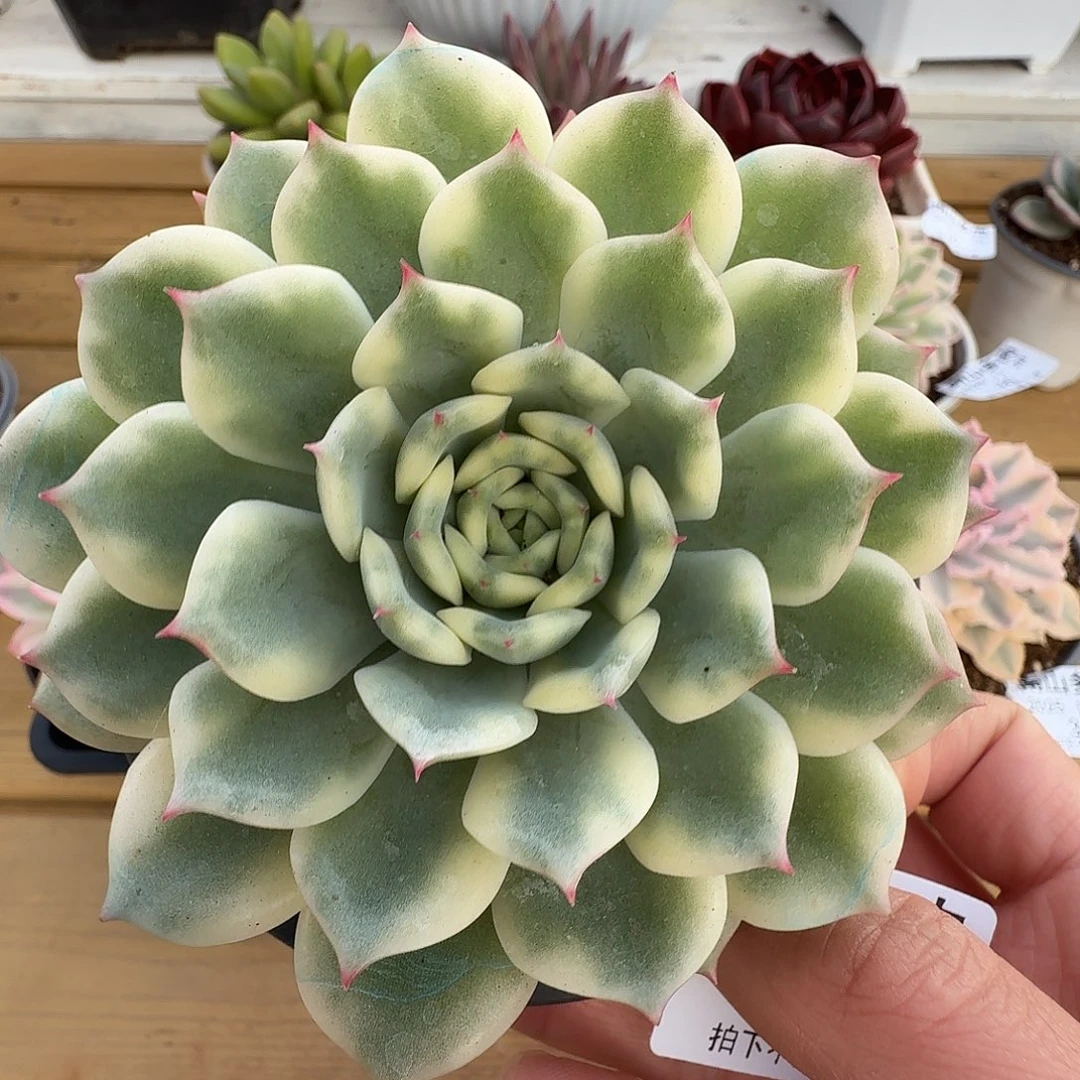 十秋锦111111128-38