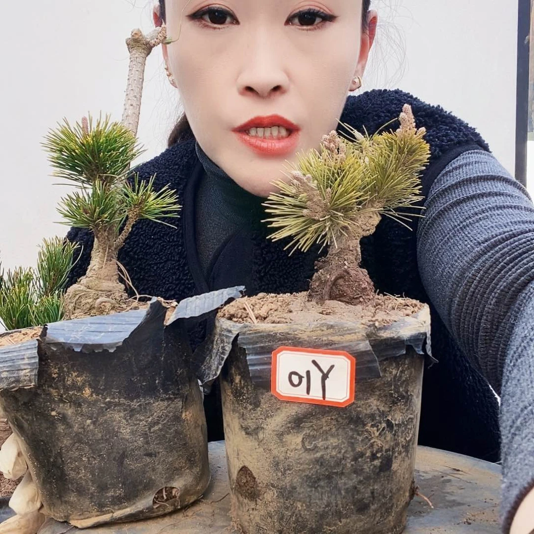 植物形态多年生草本