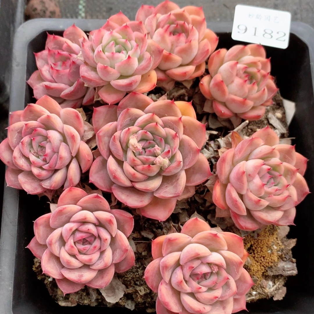 9182杂交多肉植物基地