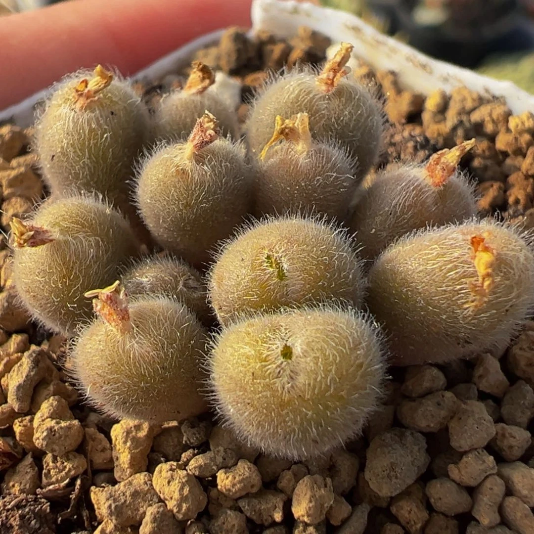 12头粉毛球多肉植物