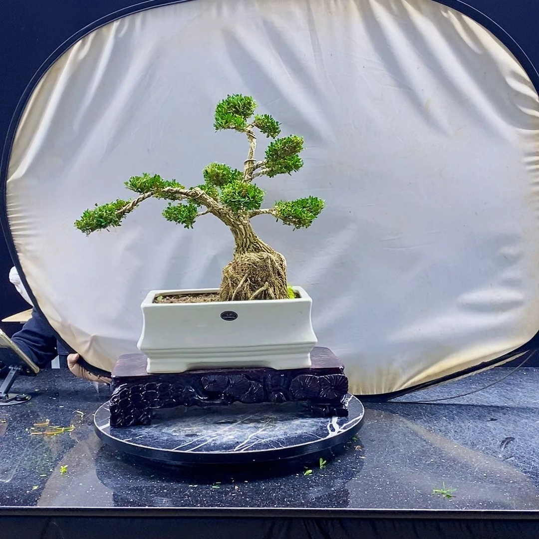 无花朵黄杨盆景造型