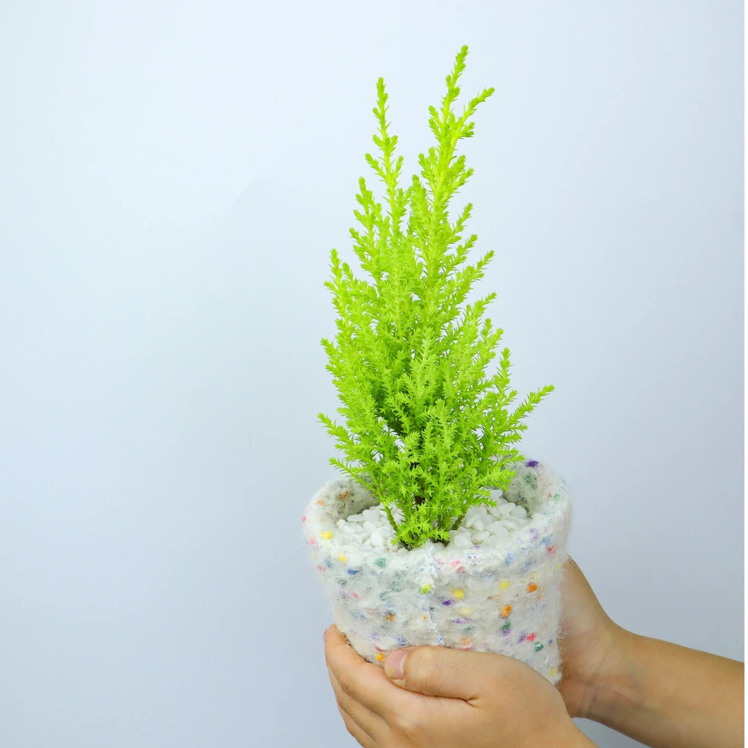 小香松桌面懒人绿植小盆栽手工花盆带土栽好发货办公室净化空气