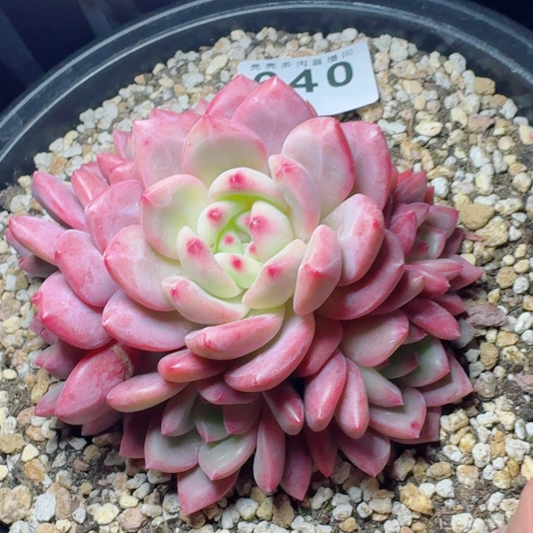 肉***肉艾丽儿群生      愿你一路坦途，乘风破浪展宏图