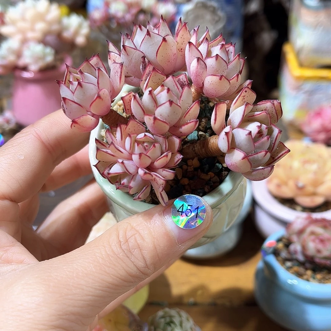 451 多肉含盆土30元包邮除偏远