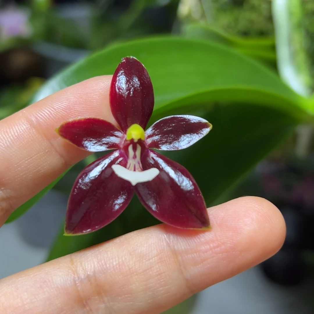 当前无花栽培后可以开花红鹿角