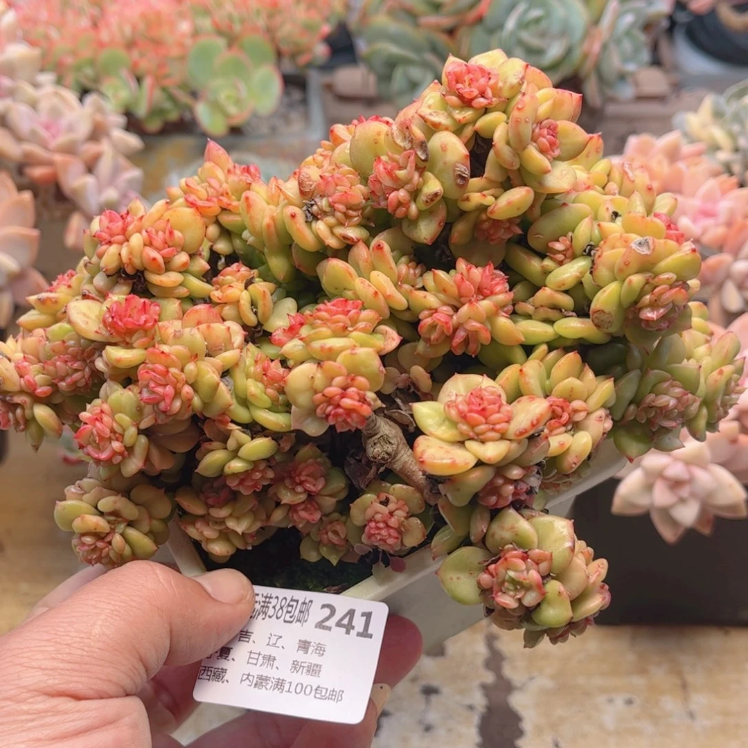 241腊牡丹微瑕德华多肉