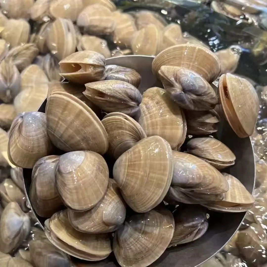 丹东东港本地大号蚬子鲜活发货吐沙率95%净重4.5斤顺丰包邮