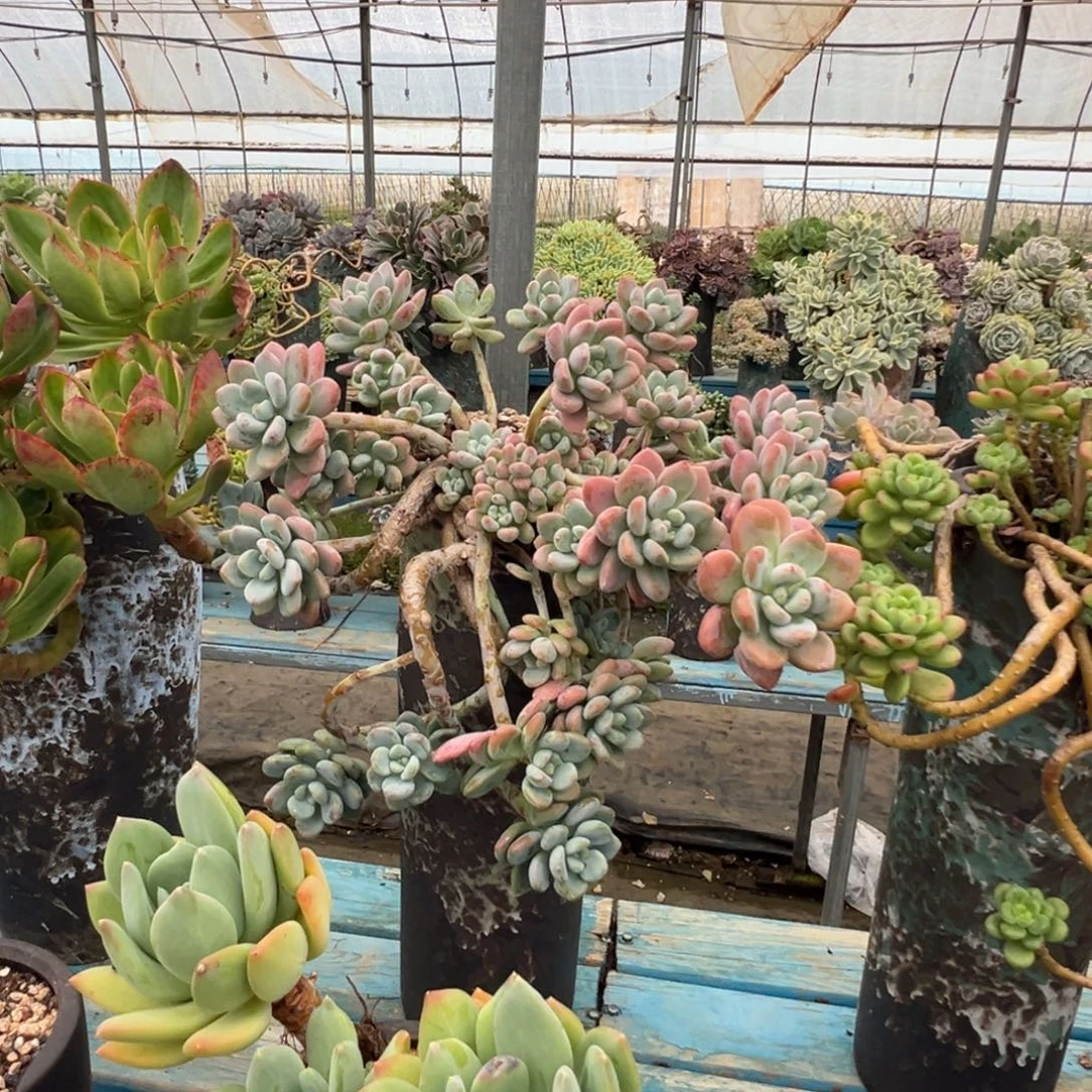 精品红洛神悬崖 裸根