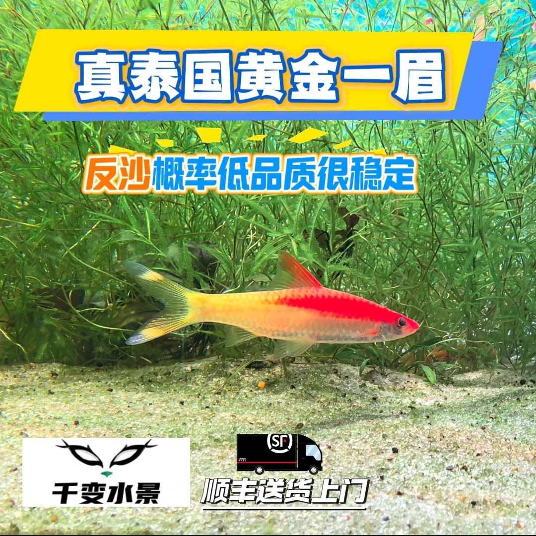 黄金一眉黄化一眉高端稀有品种黄化一眉道人