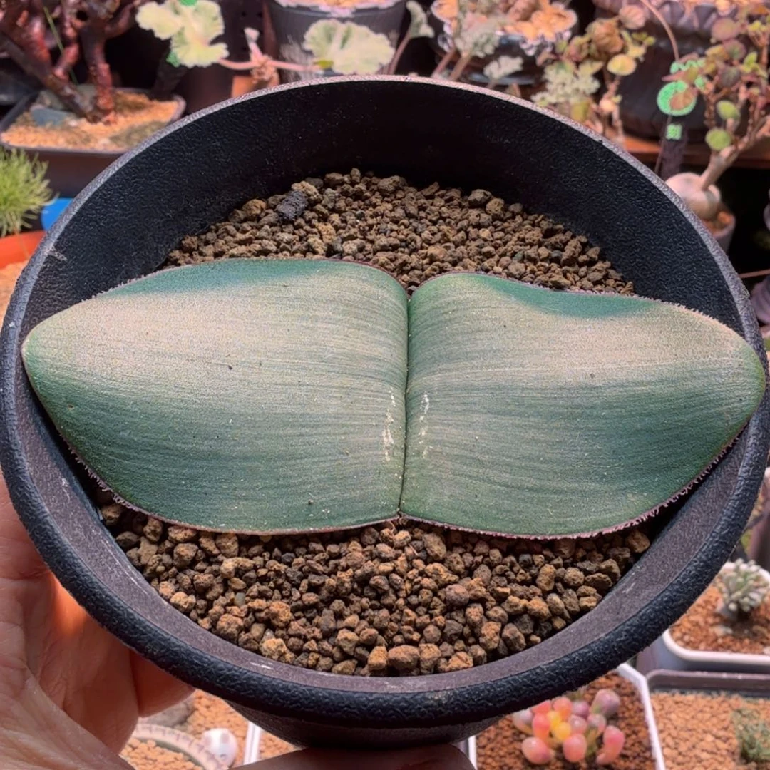 阔叶雪莲165 仙人球