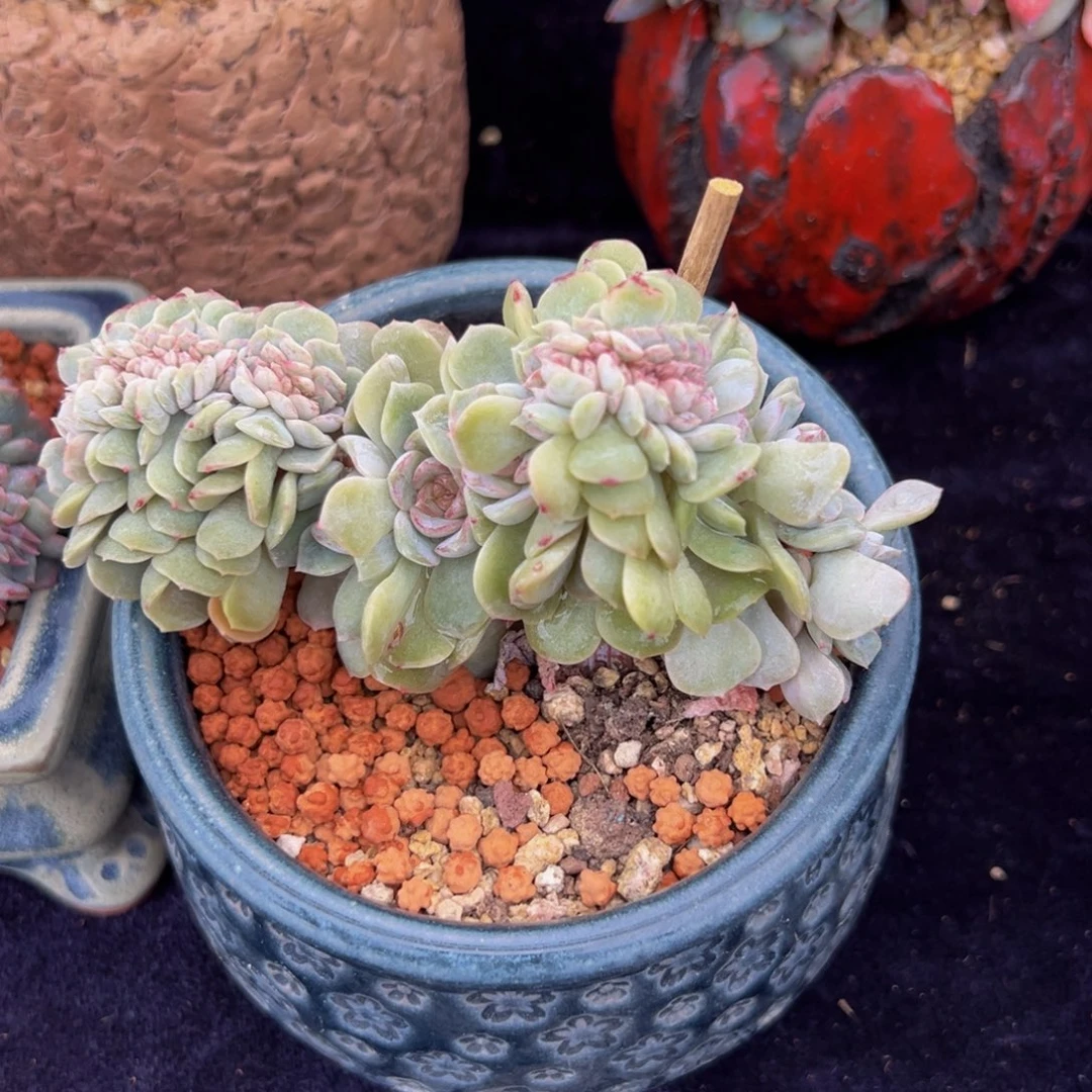 融晶 新年快乐 新年快乐