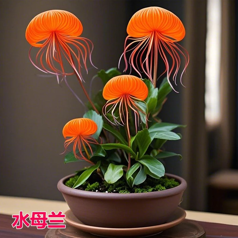 【48小时发货】耐寒植物浓香水母兰阳台盆栽室内花卉绿植庭院植物四