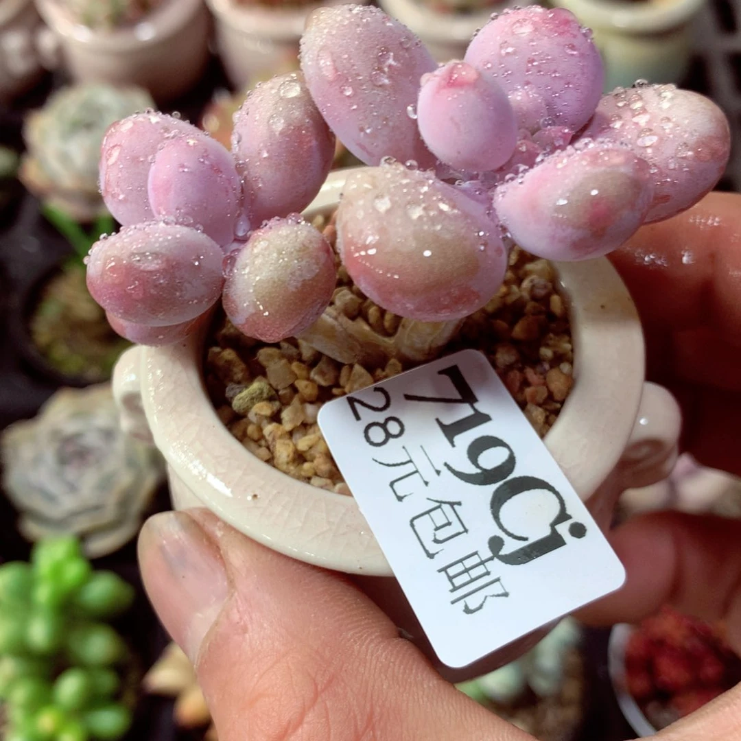 5厘米盆精控多肉719